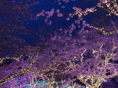 iPhoneで夜櫻を綺麗に撮りました(^^♪