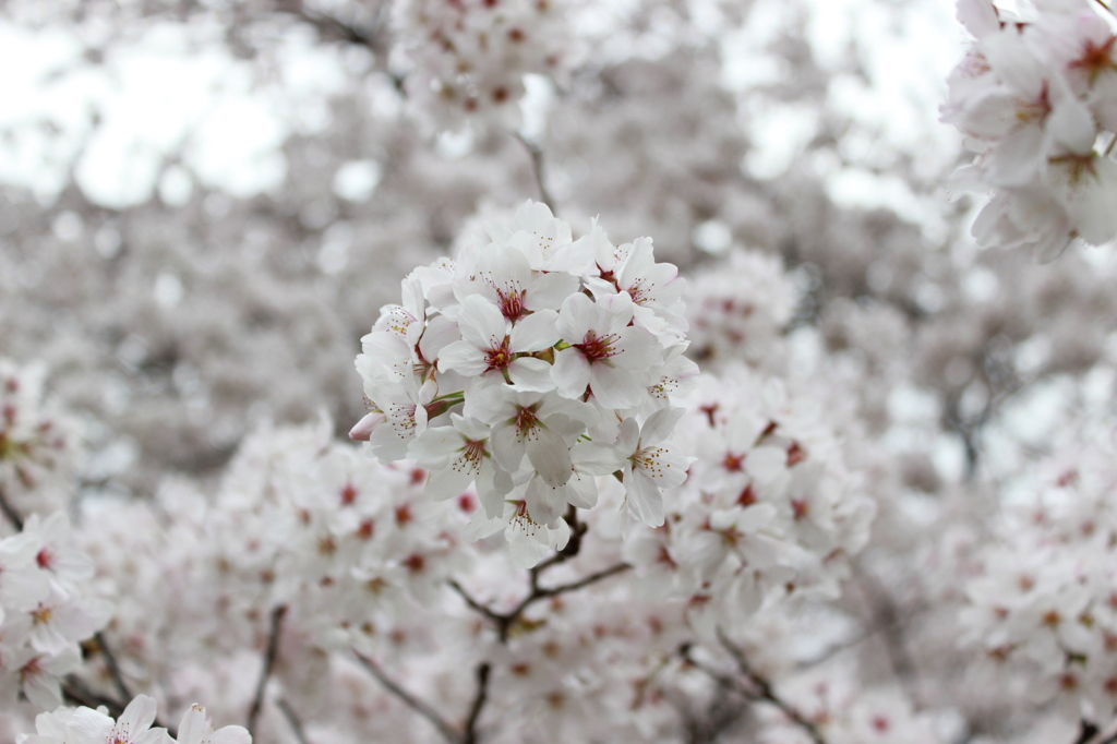 桜（サクラ）