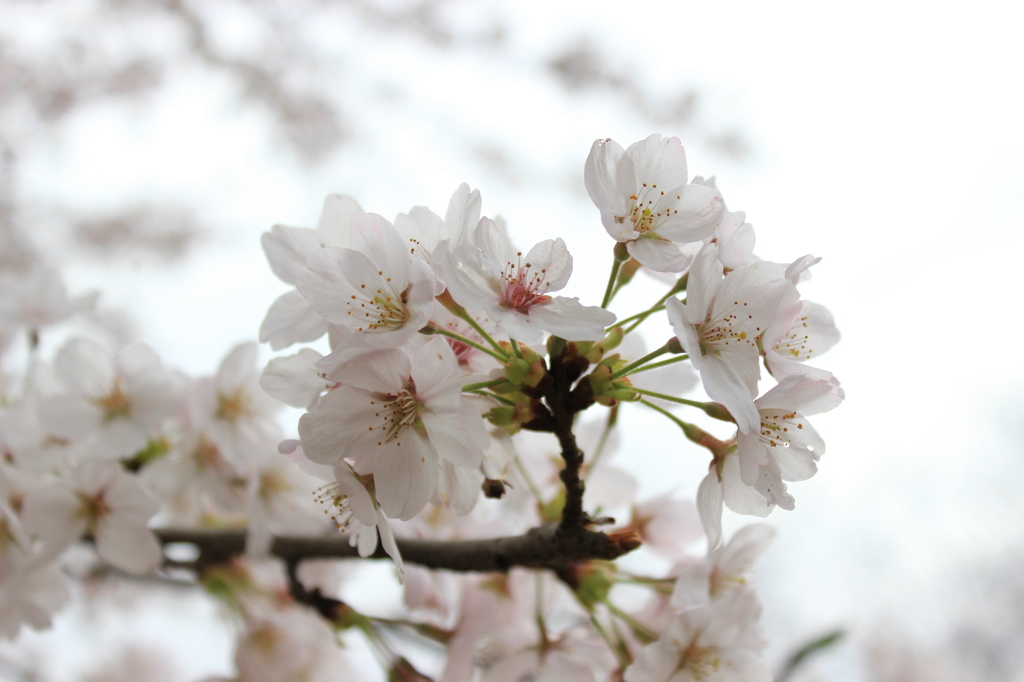 桜（サクラ）