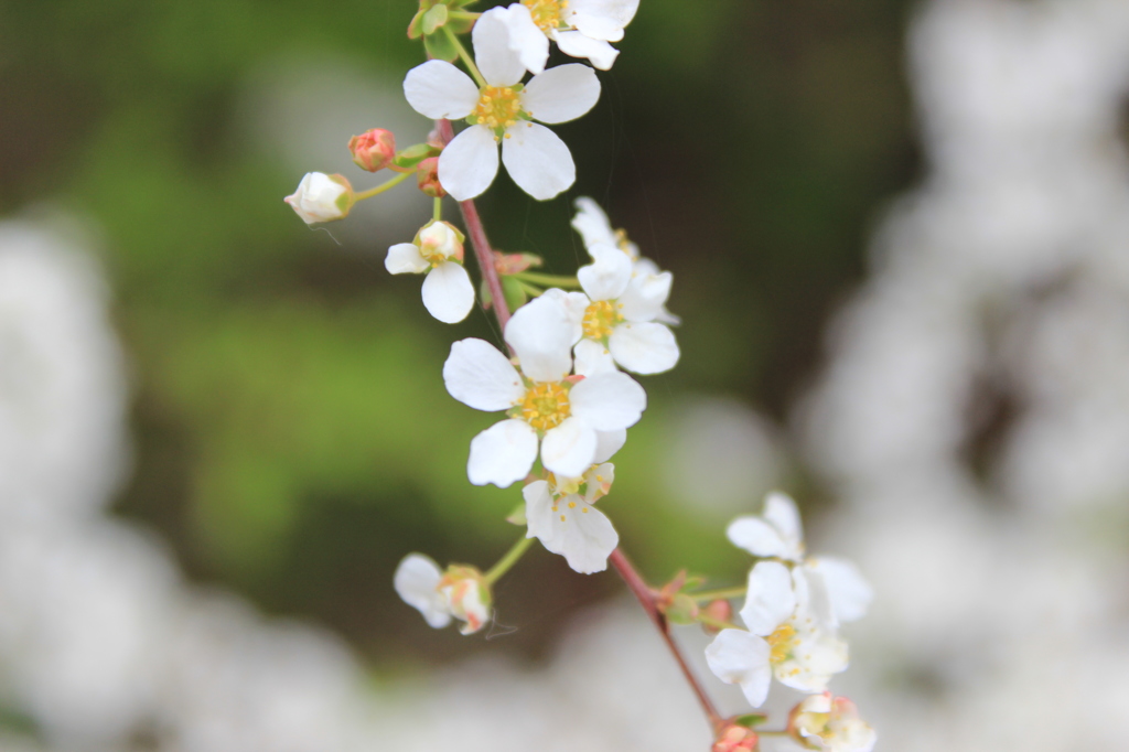 桜（サクラ）