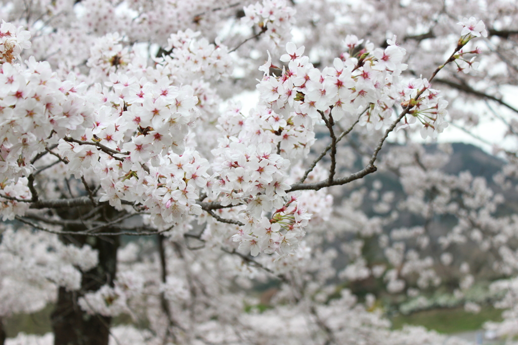 桜（サクラ）