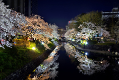 運河沿いの桜②