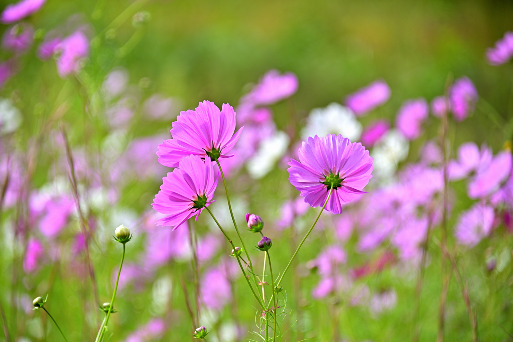 三つの花