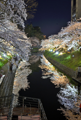 運河沿いの桜