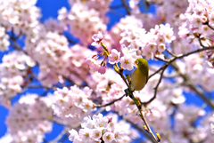 春の訪れ　メジロ