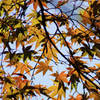 少し紅葉