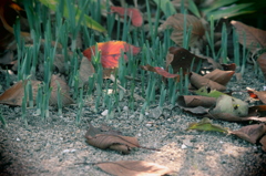 枯葉と新芽のコラボ