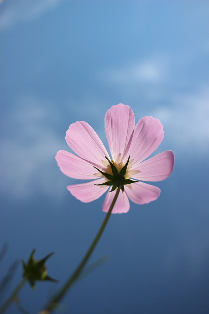 秋空＆秋桜