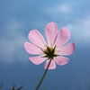 秋空＆秋桜