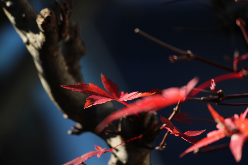 残された紅
