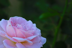 薔薇