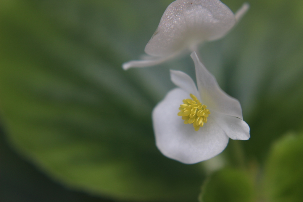 白い花（ベゴニア）