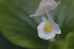 白い花（ベゴニア）