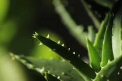 牙を剥く植物