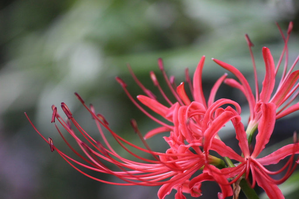 曼珠沙華