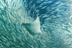 水族館