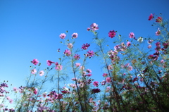 秋桜