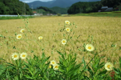 稲を背景に…