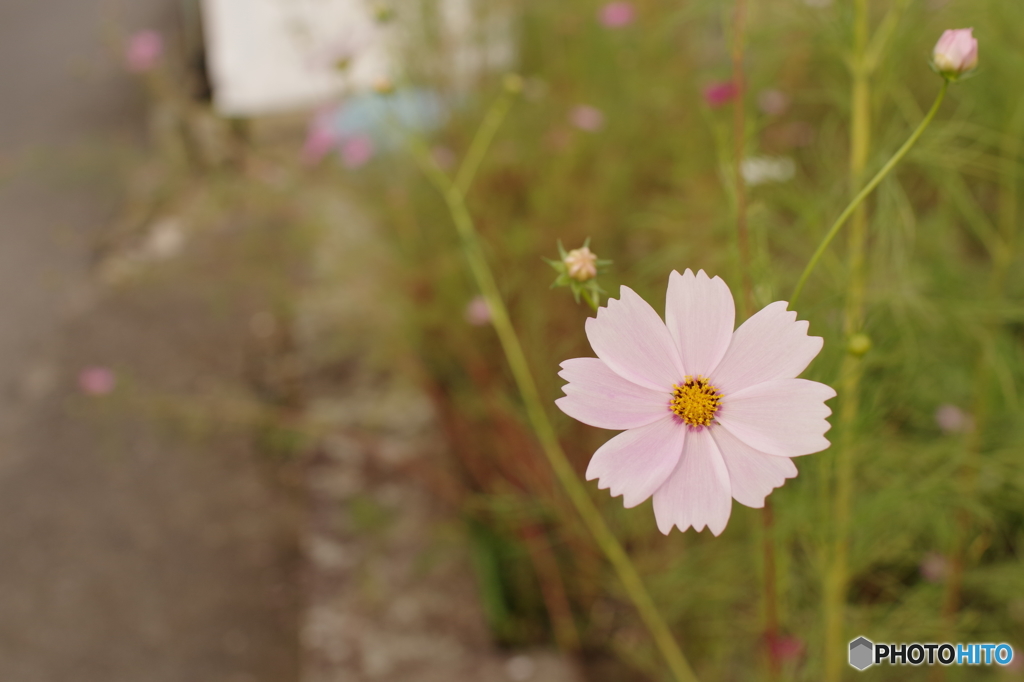 IMGP0051