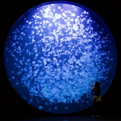 クラゲの水族館