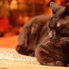 ねこ