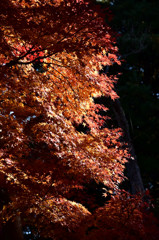 紅葉