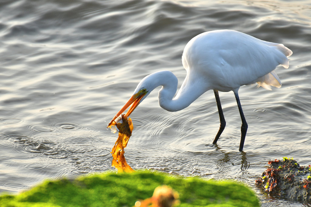 サギの朝食