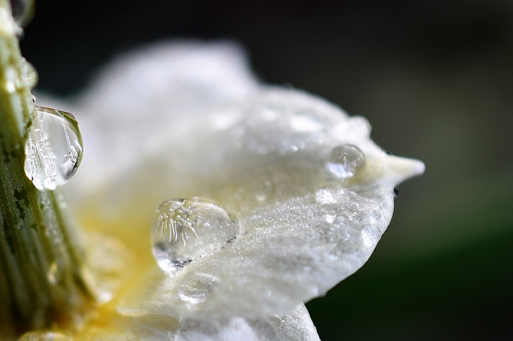 氷玉