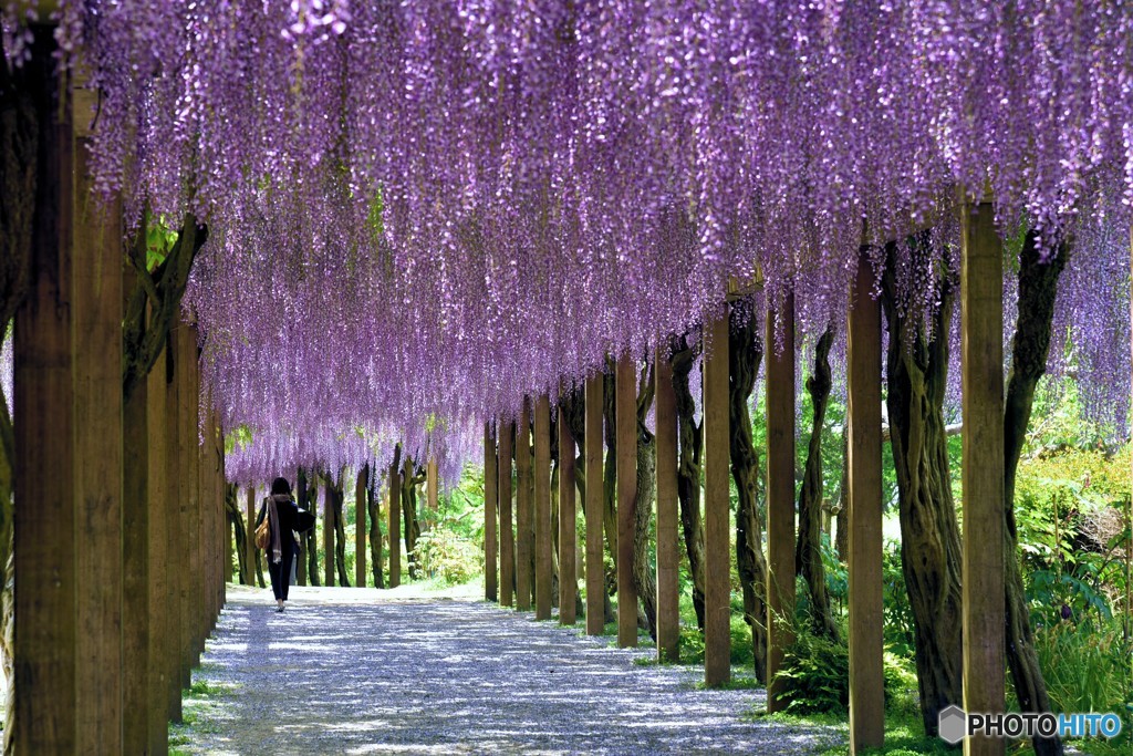 涼しい路