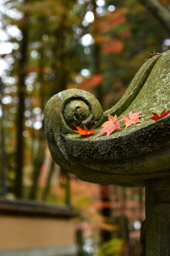 紅葉