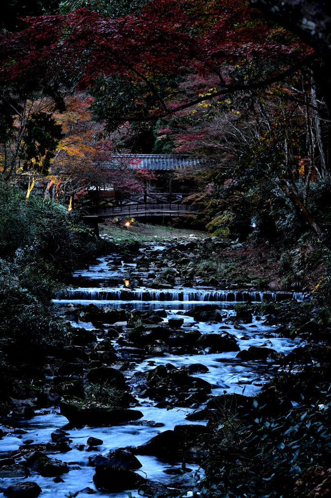 紅葉ライトアップ