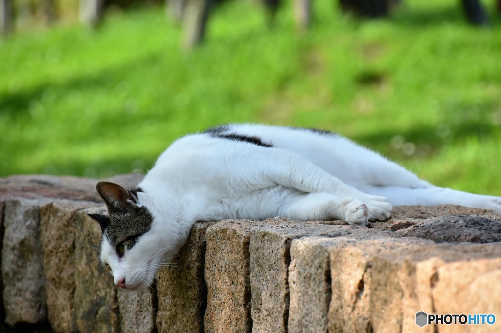 ねこ