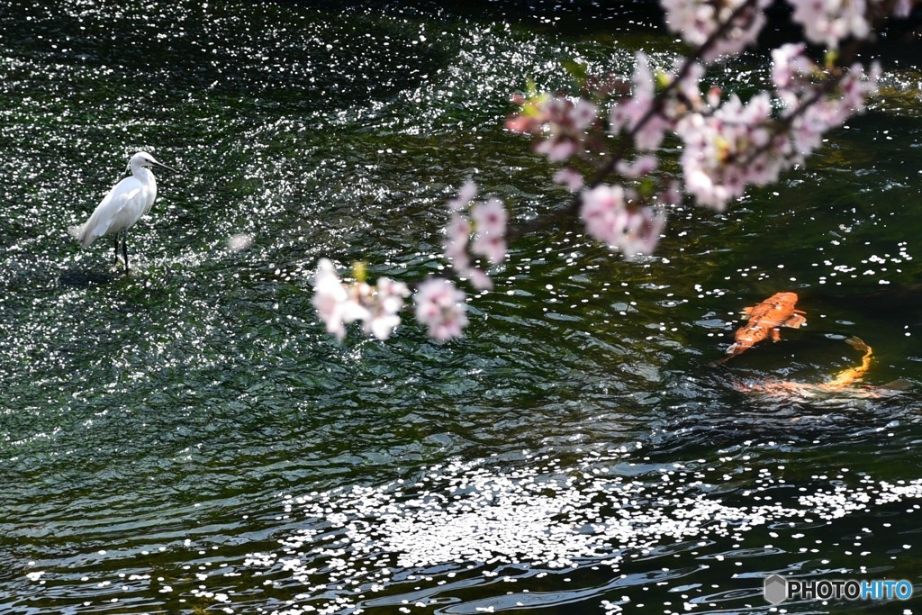小さな花筏