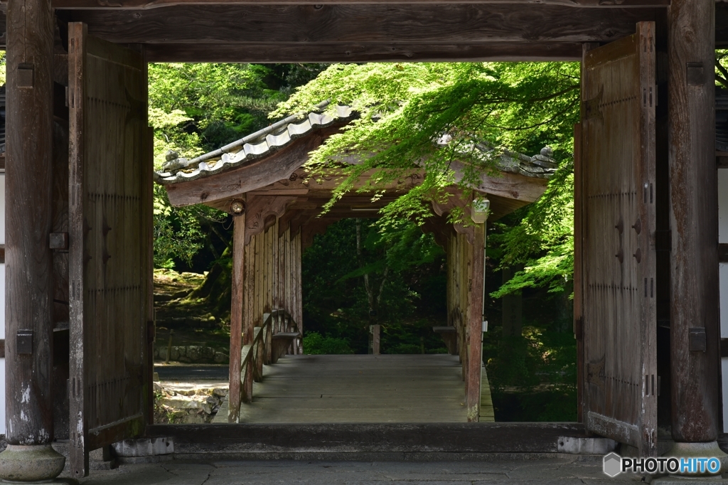 新緑の仏通寺