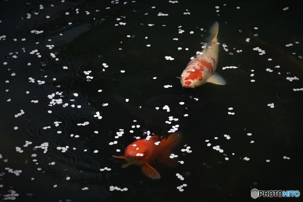 散り始めたね