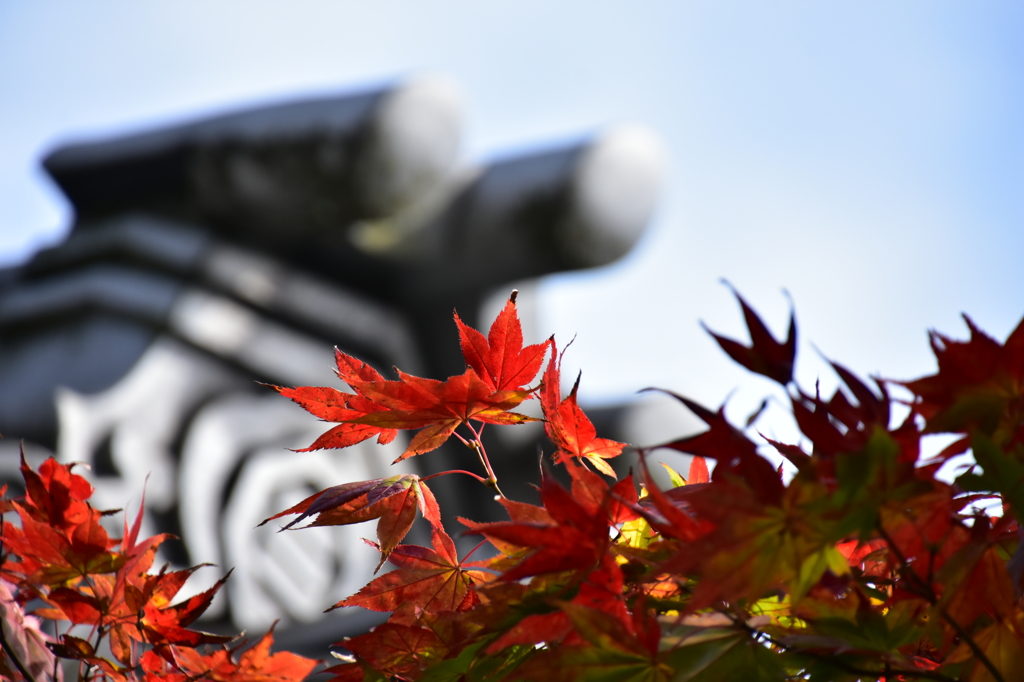 紅葉
