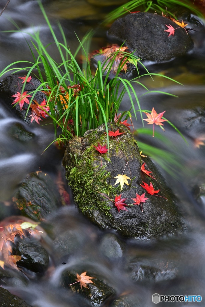 紅葉