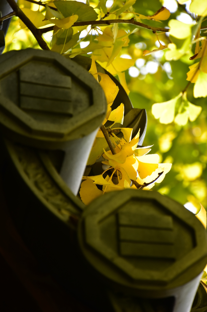 黄金の葉