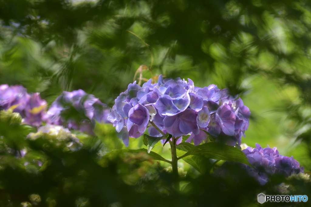 紫陽花