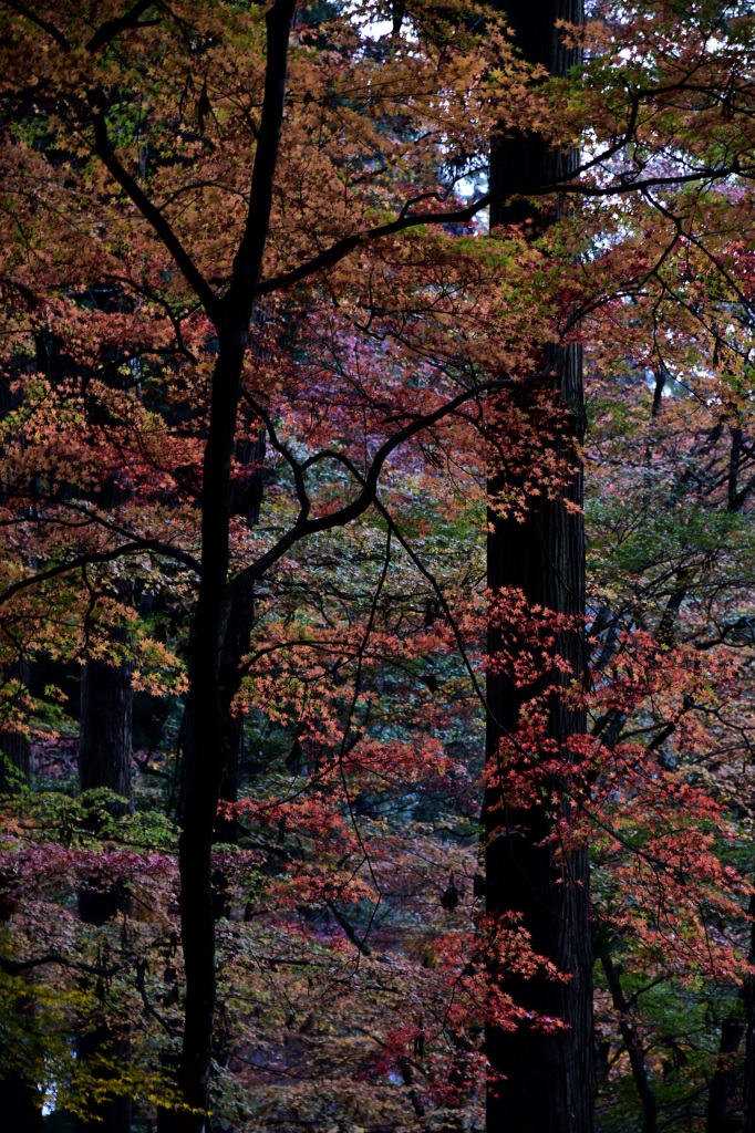紅葉