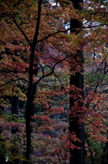 紅葉