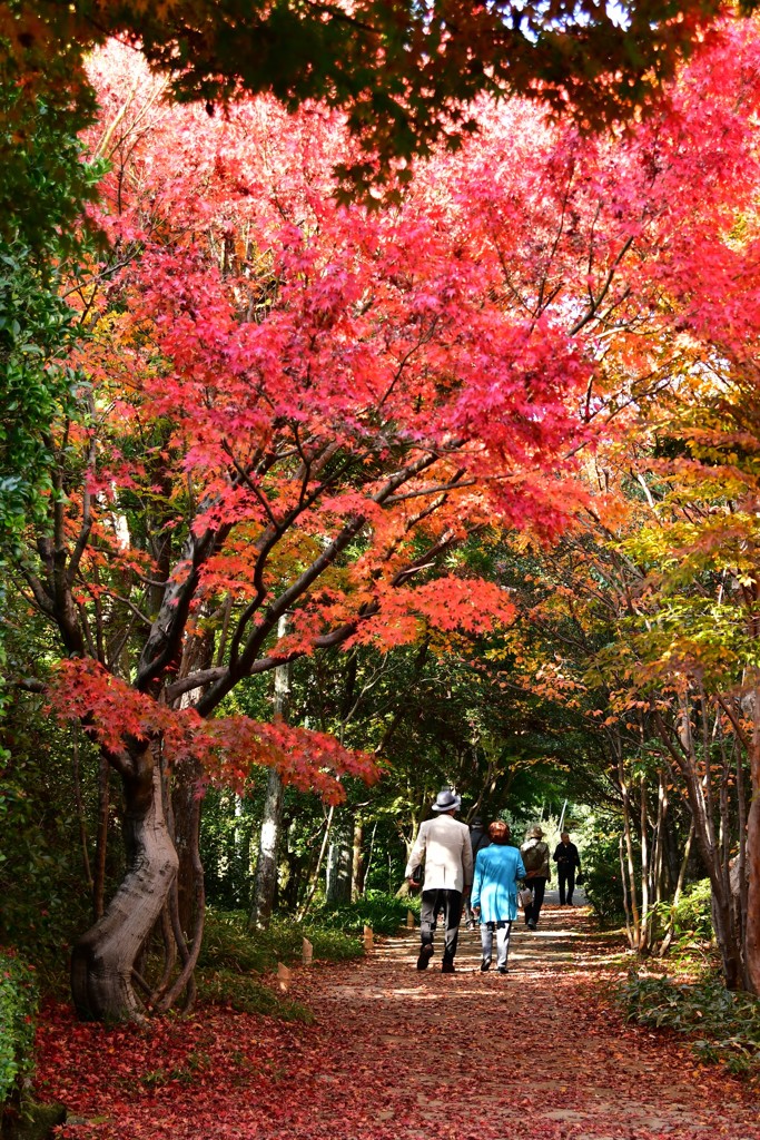 紅葉