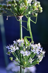 カマキリ