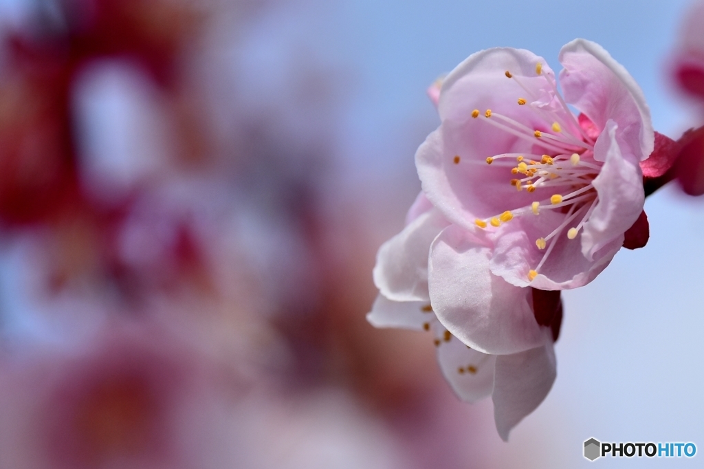 春の花