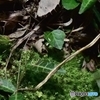 苔