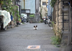 何かいる。見てる。
