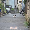 何かいる。見てる。
