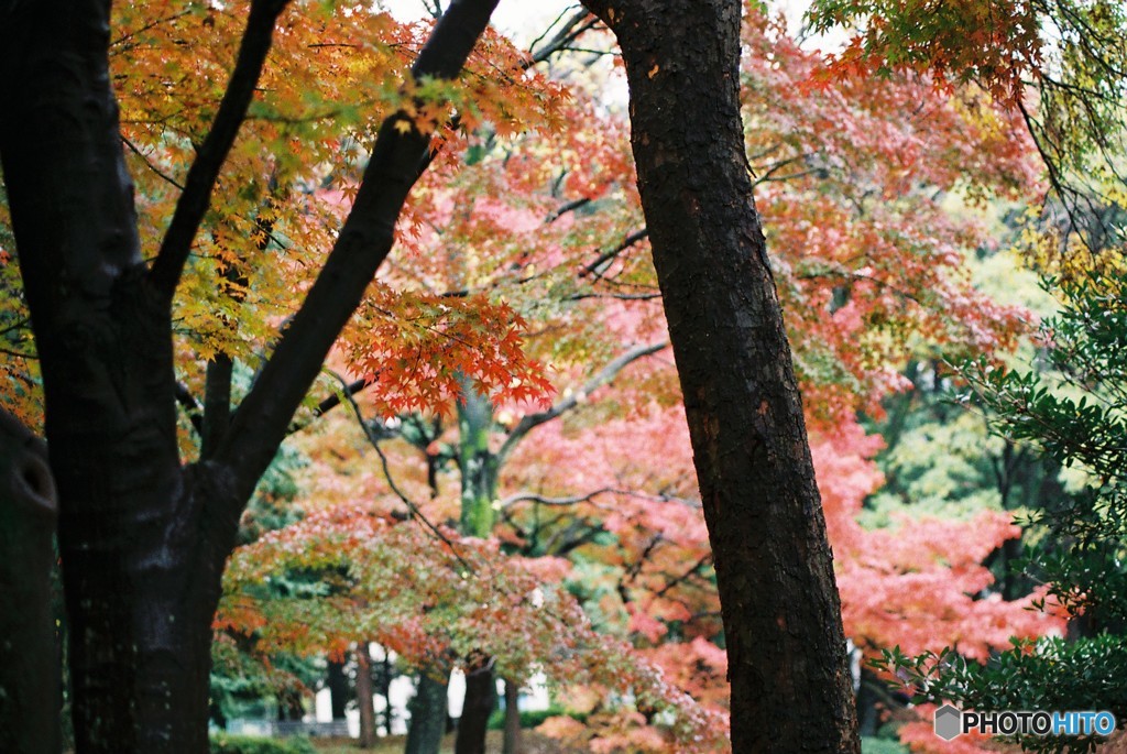 Momiji