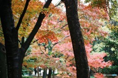 Momiji