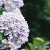梅雨の時期のお姫様